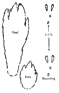 Animal Tracks ID